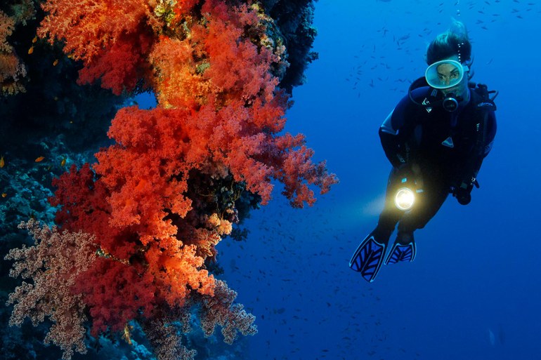 Wenn die Korallen erbleichen: Ozeane nehmen unvorstellbare Menge von Energie auf