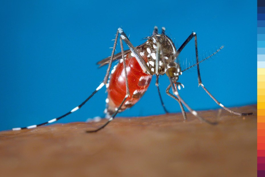 Eine der unangenehmen Arten: Die Tigermücke überträgt tropische Krankheiten, wie das Dengue-Virus