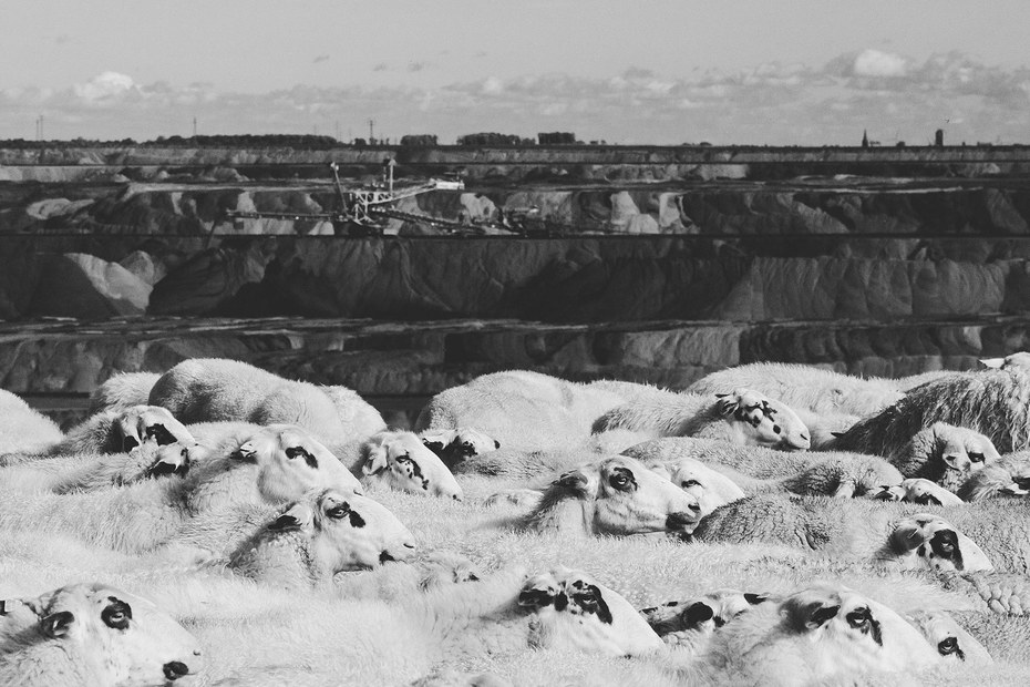 Fotos aus Lützerath: Hier Schafe, dort Kohle-Apokalypse