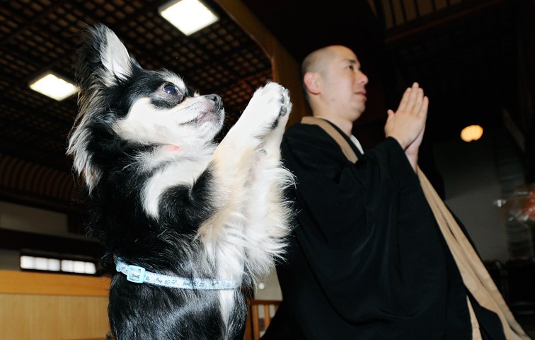 Der Buddhismus ist für alle gut - ob Hunde oder zur Not auch die Wirtschaft