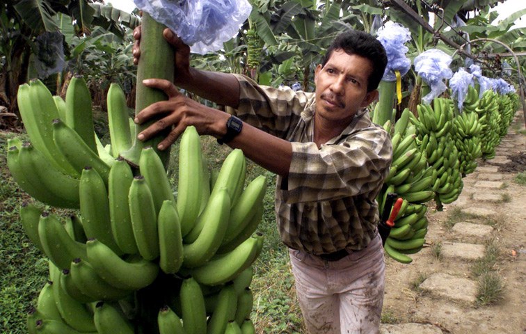 Die Leidtragenden der deutschen Bananenpreise sind die Kleinbauern