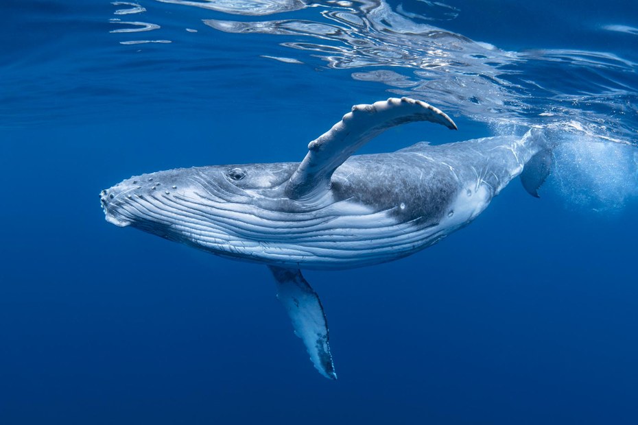 Wer einmal einen Wal in der Natur beobachten durften, wird den Anblick sein Leben lang nicht mehr vergessen