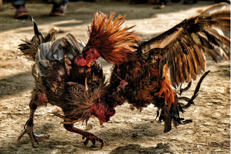 Der traditionelle Hahnenkampf in Indien findet begeisterten Zulauf