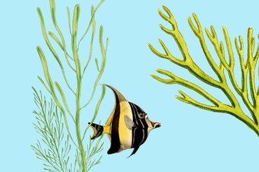 Algen-Farming für den Klimaschutz: Die Hochseebäuerinnen