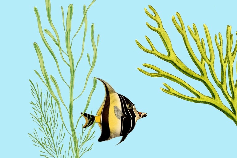 Algen-Farming für den Klimaschutz: Die Hochseebäuerinnen