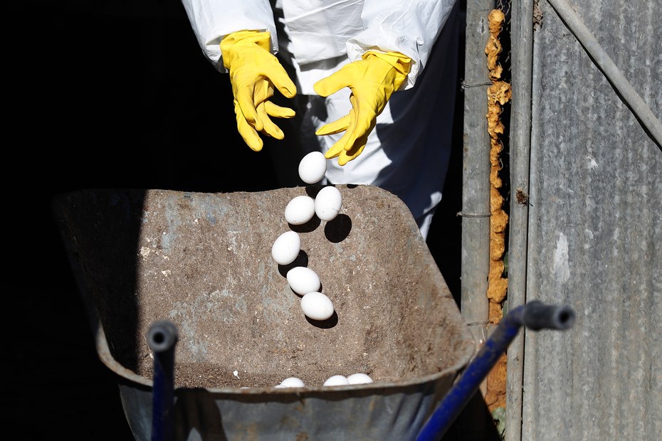 Auf einer wegen H5N1 unter Quarantäne gestellten Hühnerfarm in Israel werden Eier zur Vernichtung aussortiert
