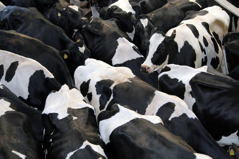 Neue Bücher über Fleischkonsum und Tierhaltung: Hinter den Wänden der Schlachthöfe