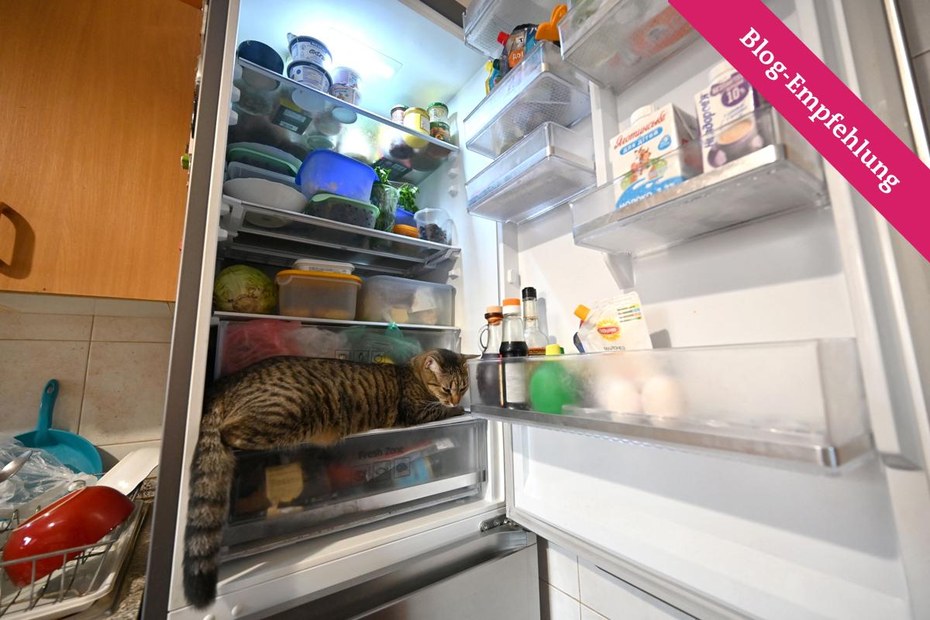 Was wohl die Katze im Kühlschrank über den eigenen Konsum aussagt