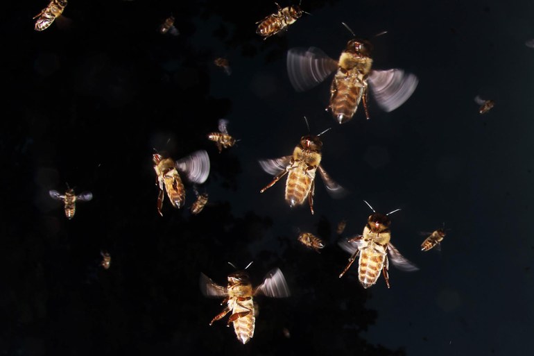 Über die „Aktion Bienenschwarm“ der Letzten Generation: Soll das ein Witz sein?