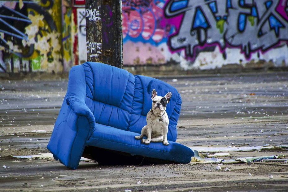 Unklar bleibt, ob das Sofa auf diesem Foto auch als TÜV-geprüftes Hundesofa registriert ist