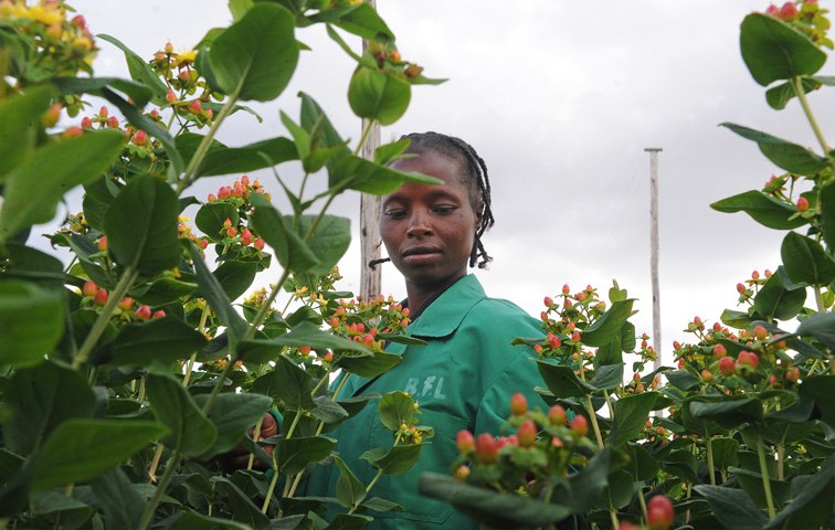 Johanniskraut ist auch eine beliebte Schnittblume. In Naivasha wird es unter unwürdigen Bedingungen für den Westen produziert