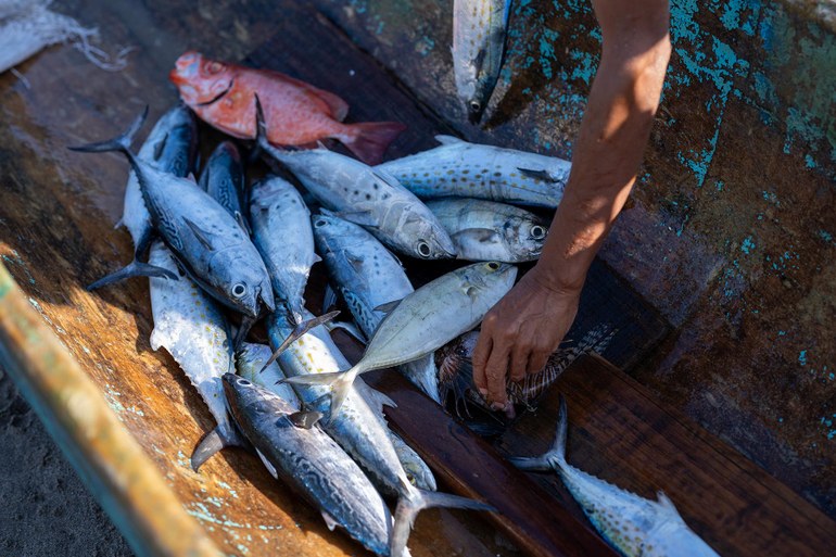 Kutter bei die Fische: Wie sich die Ausbeutung der Meere aufhalten lässt