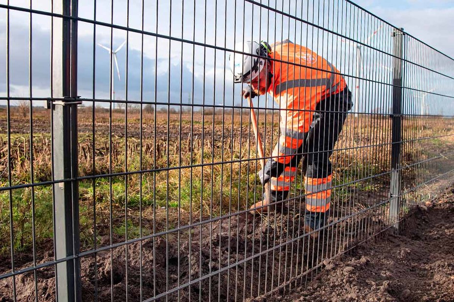 An der Grenze zwischen Deutschland und Dänemark: Ein Arbeiter baut einen Zaun gegen den befürchteten Schweinesturm