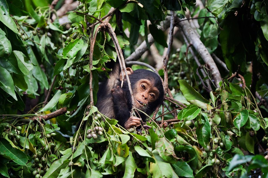 Könnte bald im Reich eines arabischen Scheichs wohnen: ein junger Schimpanse in einem Wald in Tansania