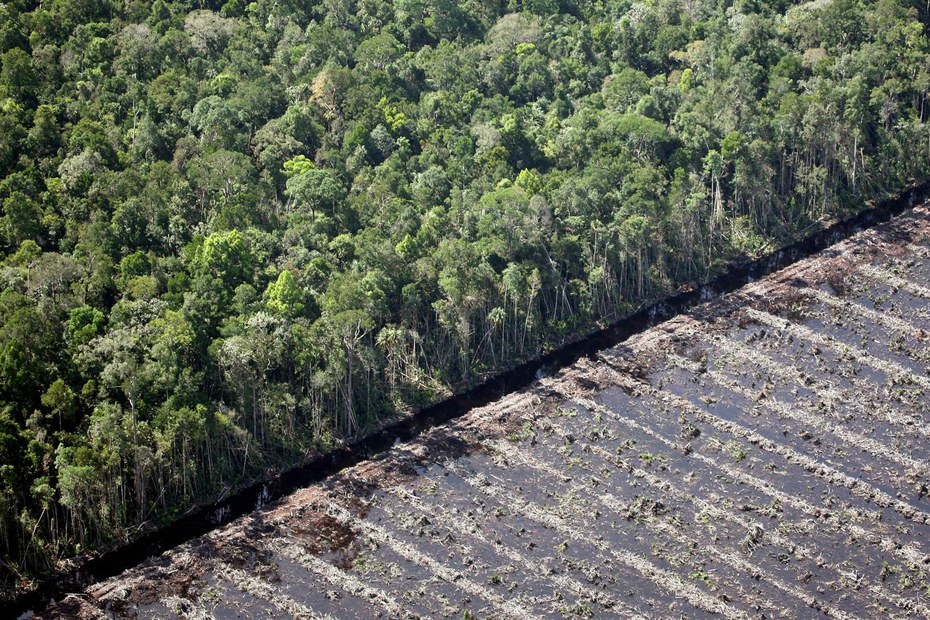 Das Abholzen des Regenwalds muss aufhören – zumindest, wenn wir am Abwenden der drohenden Klimakatastrophe interessiert sind