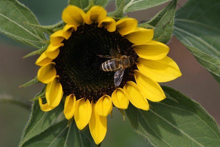 Mit Boden und Bienen rechnen