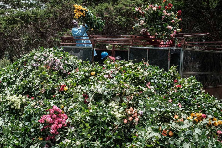 Rosenvernichtung auf der Bliss Flora Farm in Nakuru, Kenia