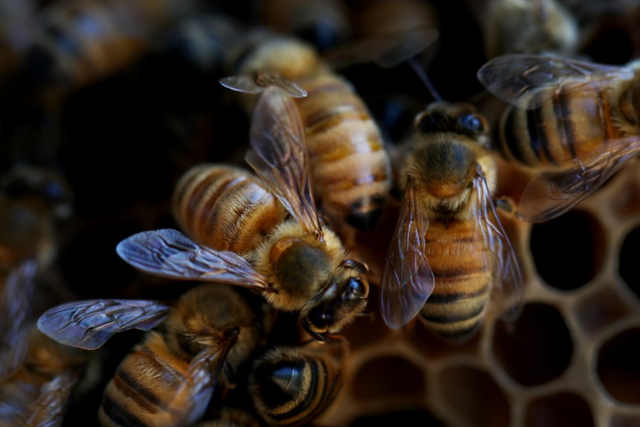 Die USA sind ungewöhnlich stark von bewirtschafteten Honigbienenvölkern abhängig, um die Bestäubung von Nahrungsmittelpflanzen aufrechtzuerhalten