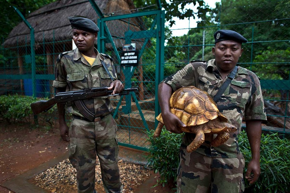 50 freilebende Alttiere der Schnabelbrustschildkröte gibt es noch. 50.000 Dollar hält dieser Wärter einer Aufzuchtstation im Arm