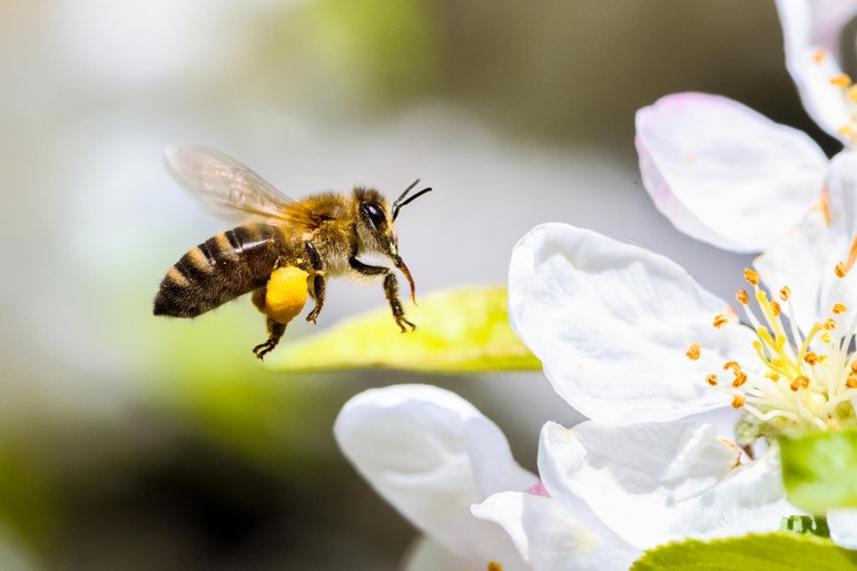 Verstoß gegen das Bestäubungsmittelgesetz: Wie das Insektensterben der Gesundheit schadet