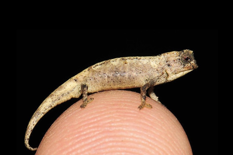 Haben Sie so ein winziges Chamäleon schon mal gesehen? Das kleinste Reptil der Welt: „Brookesia nana“