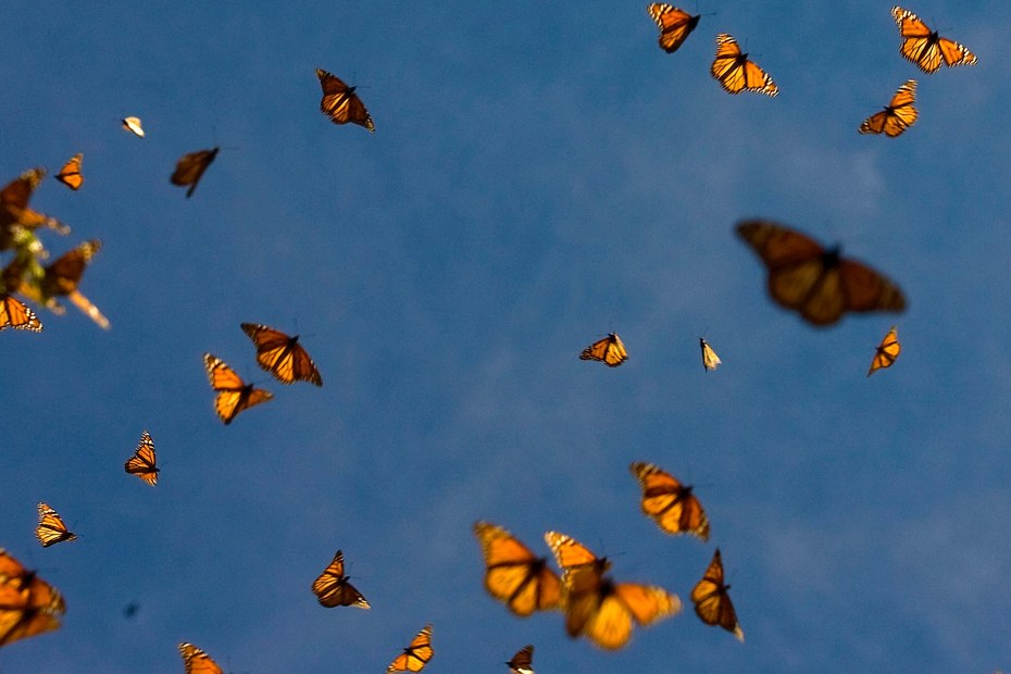 Monarchfalter in Mexiko: Die Theorie hinter dem Schmetterlingseffekt besagt, dass der Flügelschlag eines Schmetterlings einen Sturm auf der anderen Seite des Planeten auslösen kann