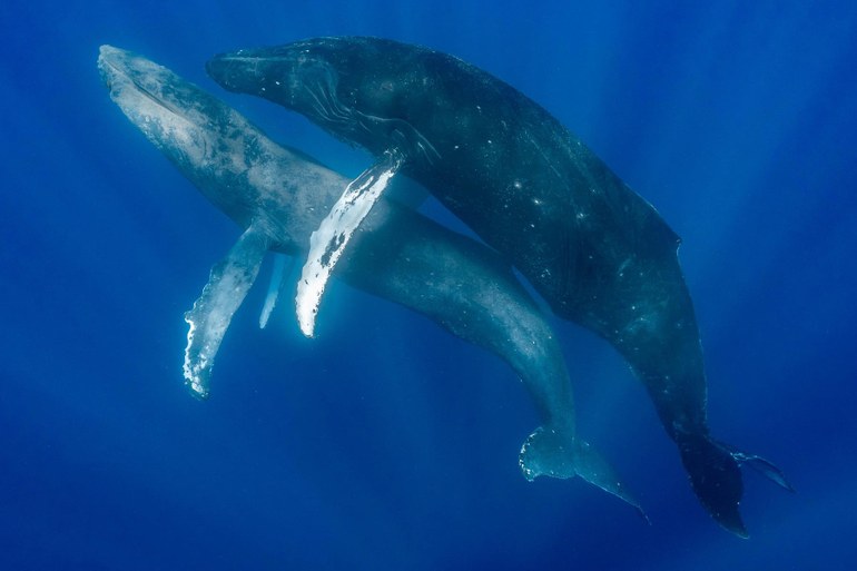 Schwule Wale inflagranti erwischt: Warum unsere Ozeane diverser sind, als wir oft denken