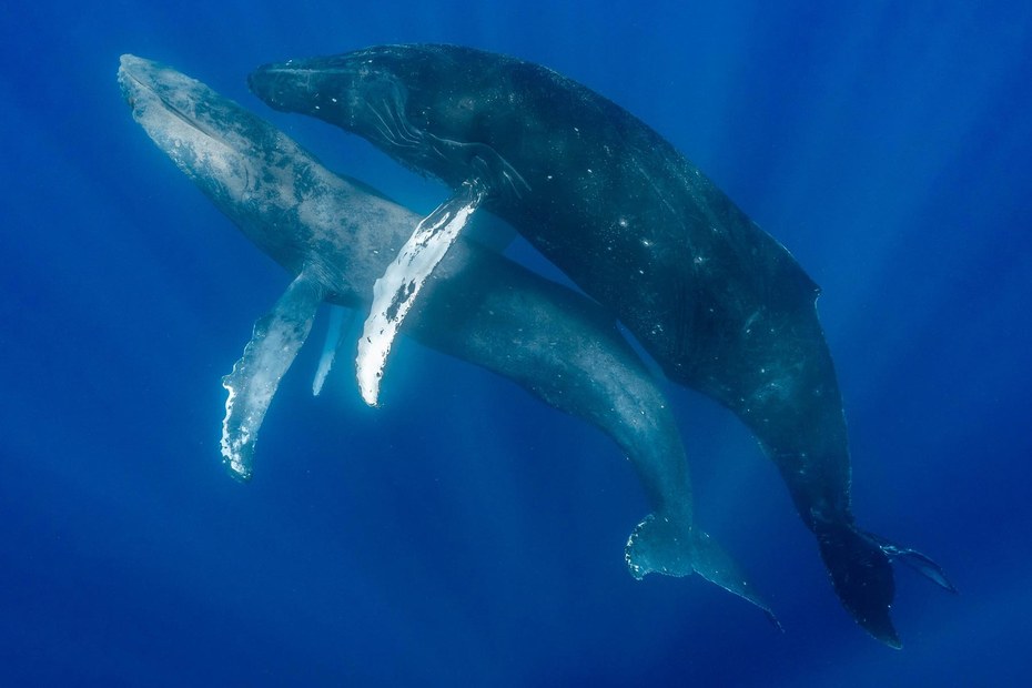 Zum ersten Mal überhaupt wurden Buckelwale beim Sex gefilmt