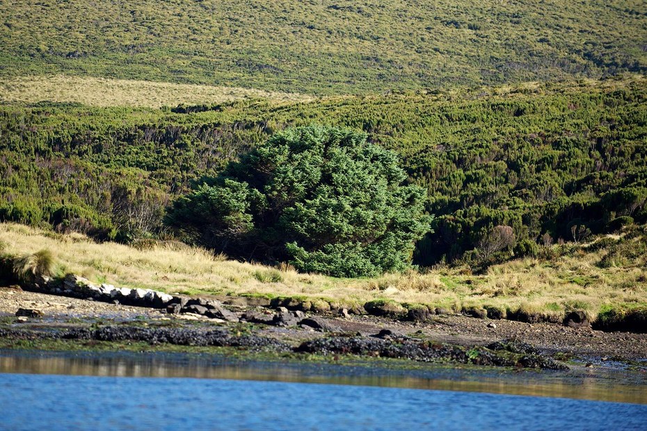 Einsam und alleine steht die Sitka-Fichte auf der Campbell-Insel