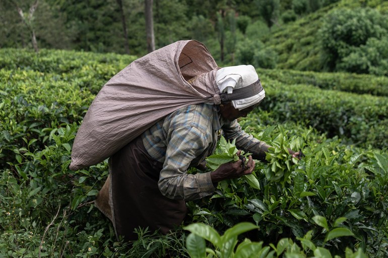 Teeplantagen auf Sri Lanka: „Die Menschen dort arbeiteten oft wie Sklaven“