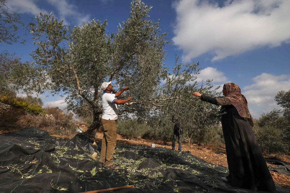 Brauchen viel Wasser: Die Olivenbäume der Familie Sawalmeh