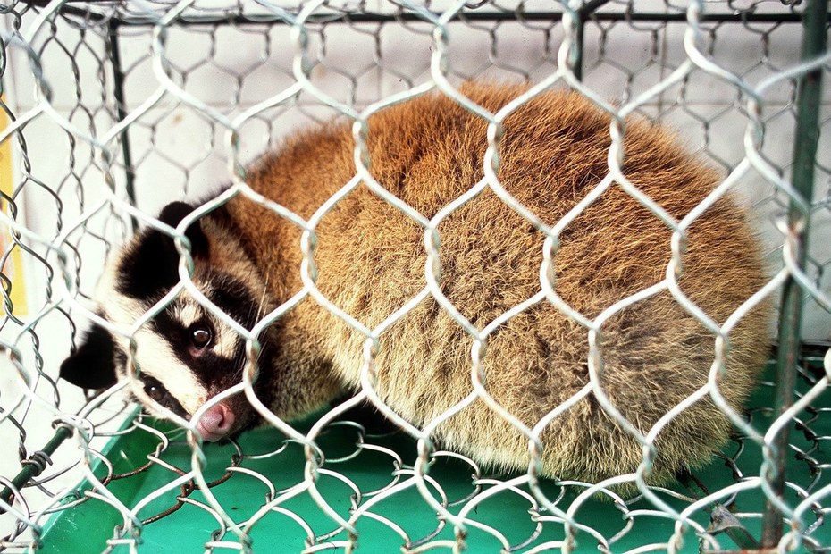 Eine Zibetkatze auf einem Wildtiermarkt