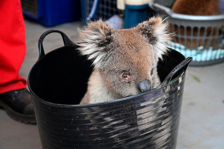 Wer überlebt länger: der Kapitalismus oder dieser süße Koala?