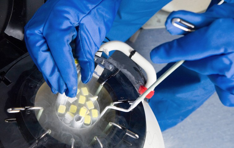 Ein heißes Eisen: kühlgeschockte Embryonen in einer Kyrobank