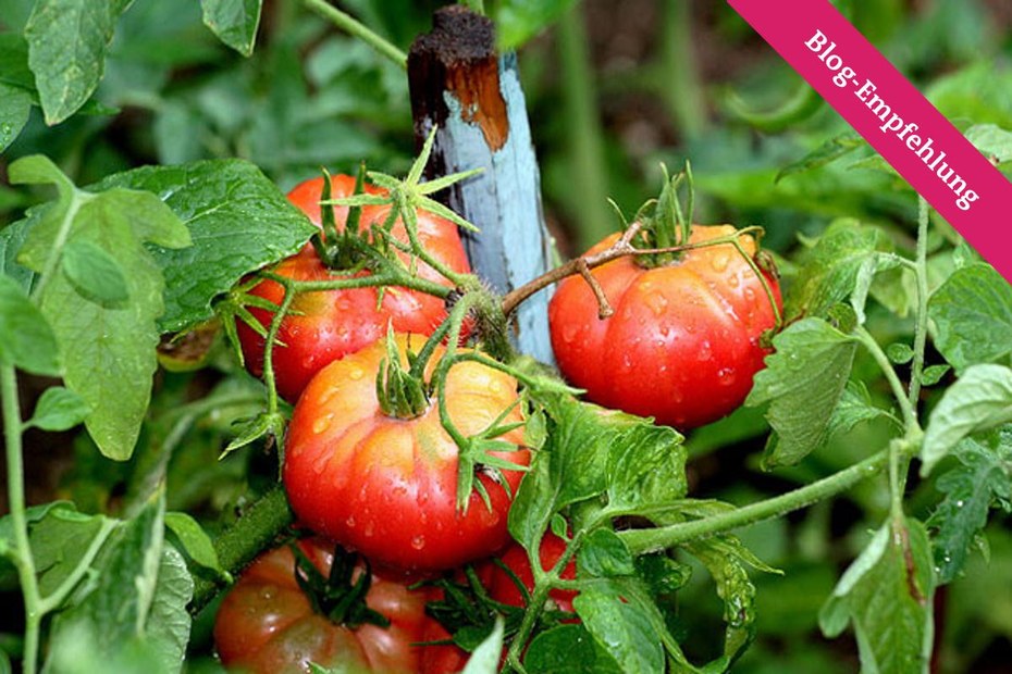 Tomatenanbau für Hobbygärtner