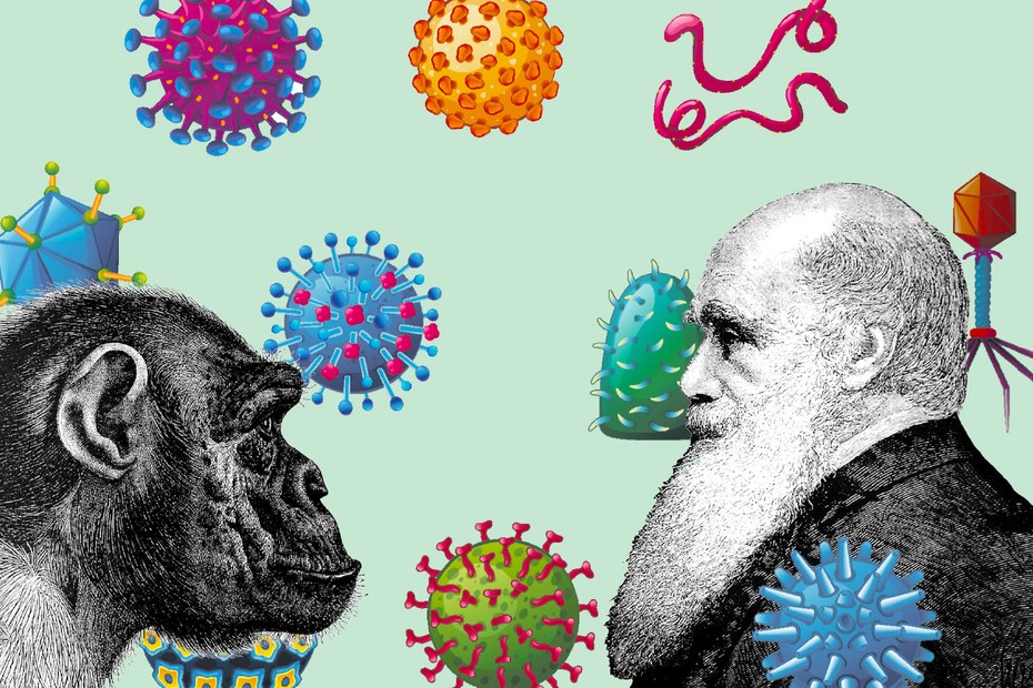 Darwin hat es sicher schon geahnt: Als eine Primatenart sich aufteilte, trennten sich auch die Viren der beiden neuen Spezies
