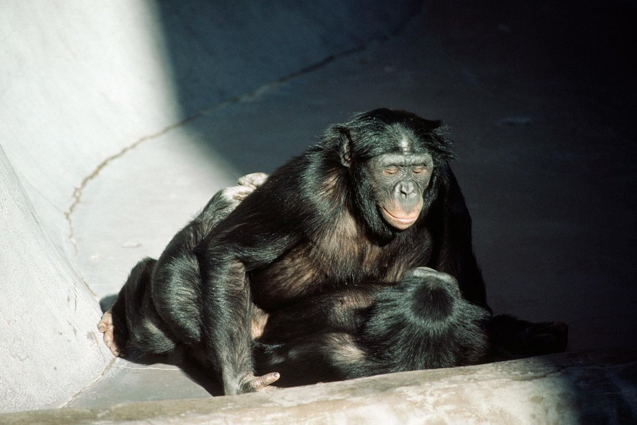 Das Genmaterial von Schimpansen stimmt mit dem unserer Spezies zu 98 Prozent überein