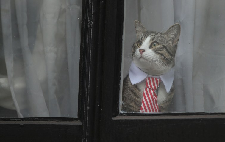 Was weiß sie? Assanges Katze James