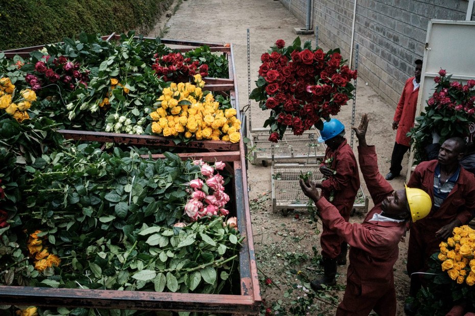Auch der Export von Rosen aus Kenia ist komplett eingebrochen