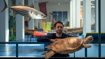 Pazifisches Inselerleben