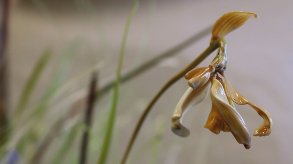 Lilla Tabasso „Zolla Tulipani“ (Detailansicht), 2022 Der Katalog: Dialog über Jahrhundert