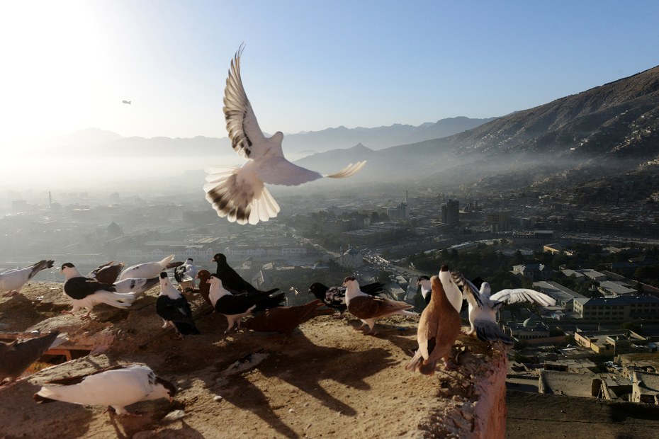 Ein Schwarm Tauben in Jamal Mina, Afghanistan.