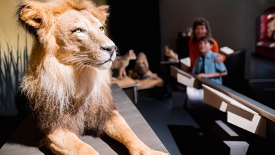 Von Kultkatzen bis Samtpfoten | Tageblatt
