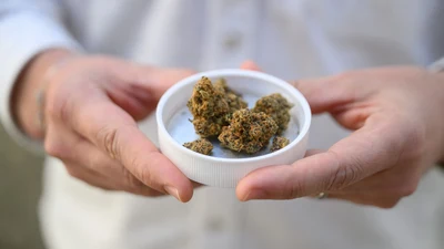 Was wir über Cannabis wissen sollten