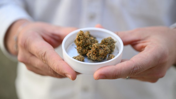 Was wir über Cannabis wissen sollten Was wir über Cannabis wissen sollten