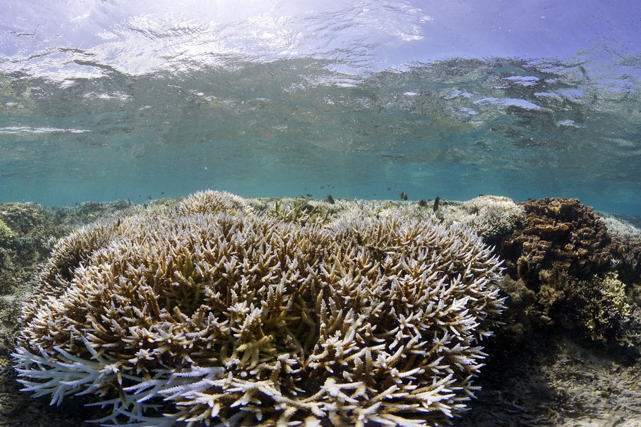 Dieses Foto zeigt, wie das Sonnenlicht durch das Wasser auf die Korallen an Fidschis Korallenküste fällt. Der durch das Coronavirus verursachte Stillstand des fidschianischen Tourismussektors ist nicht die einzige Krise – der Klimawandel stellt eine längerfristige Bedrohung für die Meeresumwelt der Region dar.