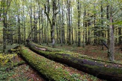 Radikaler Realismus