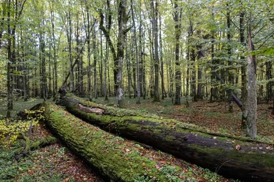 Radikaler Realismus