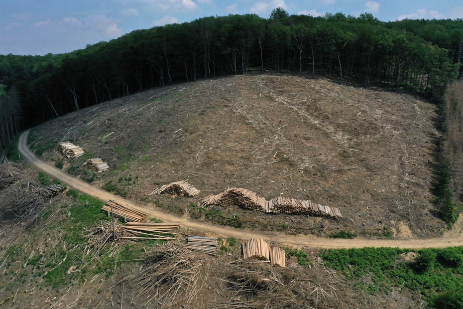 Der Zustand der Wälder in Europa wird immer kritischer