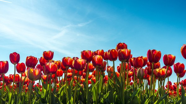 Rote Tulpen